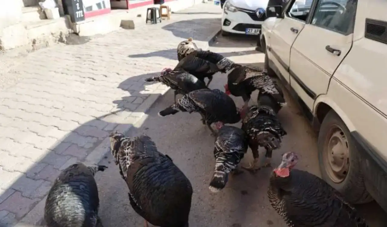 Adana’da Alışılmadık Pazar: Cadde Cadde Gezen Hindiler Görücüye Çıkıyor! 1
